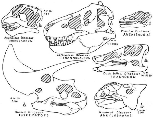 Fig. 7.: Skulls of Dinosaurs, illustrating the
principal types Anchisaurus after Marsh, the others from American Museum specimens.