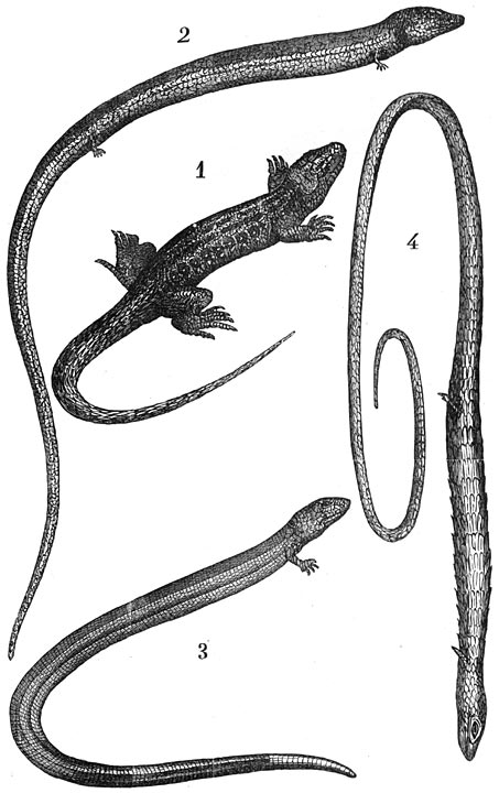 Fig. 21.&mdash;Verandering der soorten. Het verlies der pooten.