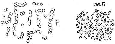 Fig. 35.&mdash;1. Bacillen, 1000 maal vergroot; 2. gewone bacteri&euml;n, 1500 maal vergroot.