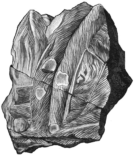 Fig. 66. De raadselachtige organismen der oude zee&euml;n. (Bilobiten).