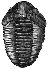 Fig. 77. De koning der oorspronkelijke zee&euml;n: Trilobites calymene.