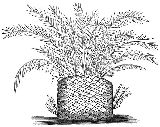 Fig. 192. Cycade&euml;n in de triasperiode.