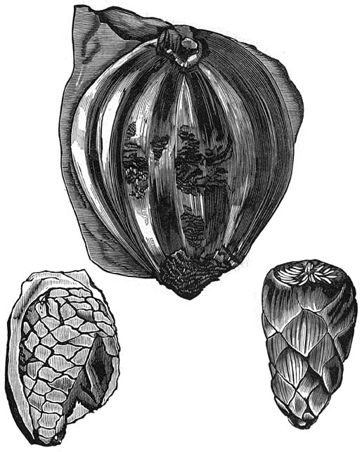 Fig. 193. Versteende cycade&euml;nvruchten.