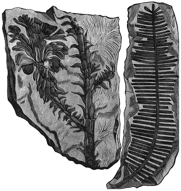Fig. 195&ndash;196. De planten der triasperiode. Voltzia en pterophyllum.