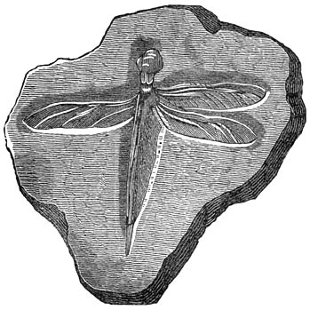 Fig. 234. Fossiele waterjuffer der Juraperiode.