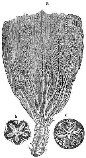 Fig. 244. Zeeleli&euml;n der Juraperiode.
