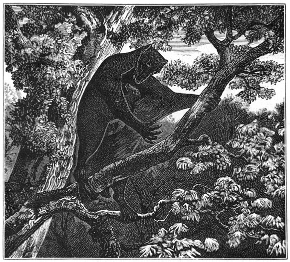 Fig. 286.&mdash;De galeopithecus, halfaap der eocene periode.