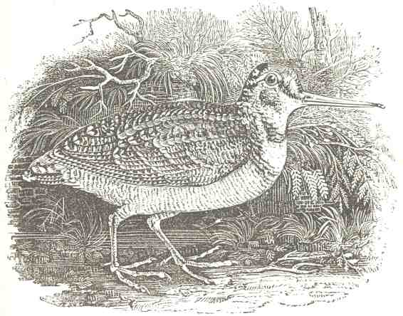 &ldquo;The Woodcock.&rdquo;  From Jackson & Chatto&rsquo;s
&ldquo;History of Wood-Engraving,&rdquo; 1839.  Engraved, after
T. Bewick, by John Jackson