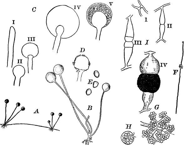 Fig.&nbsp;32.