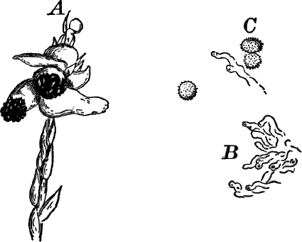 Fig.&nbsp;38.