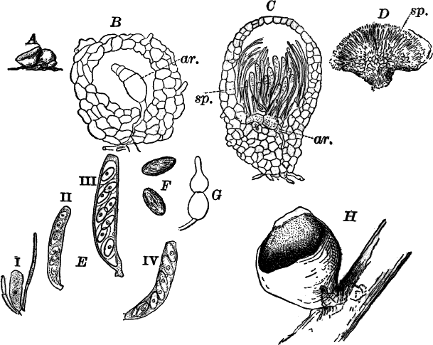 Fig.&nbsp;43.