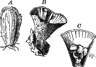 Fig.&nbsp;50.