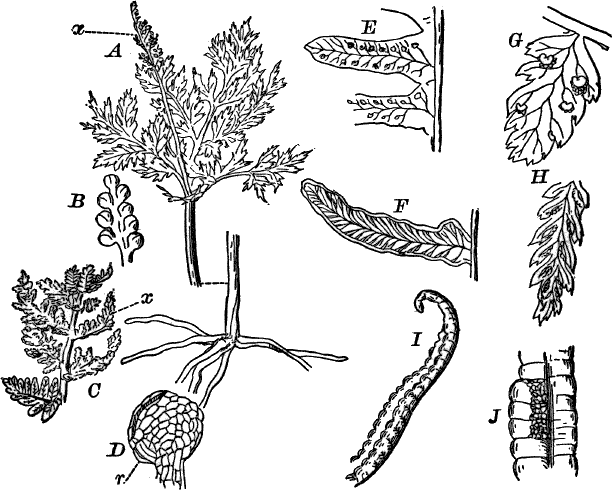 Fig.&nbsp;70.