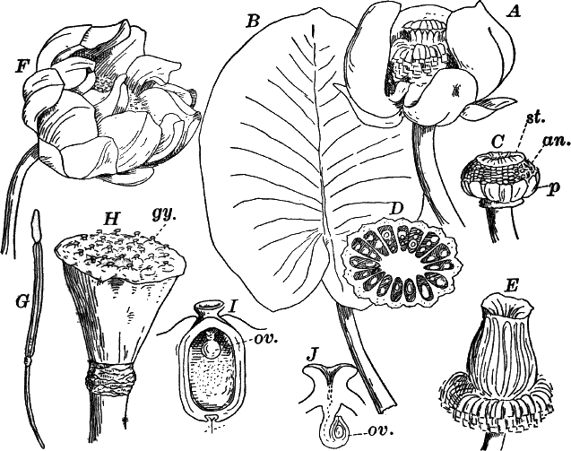 Fig.&nbsp;102.