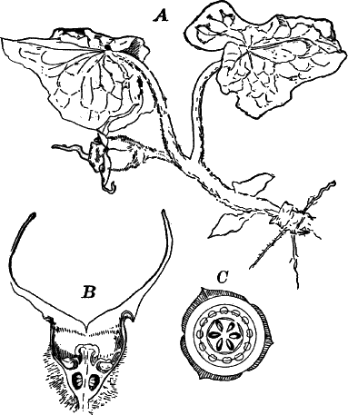 Fig.&nbsp;126.