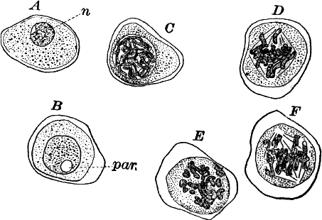 Fig.&nbsp;127.