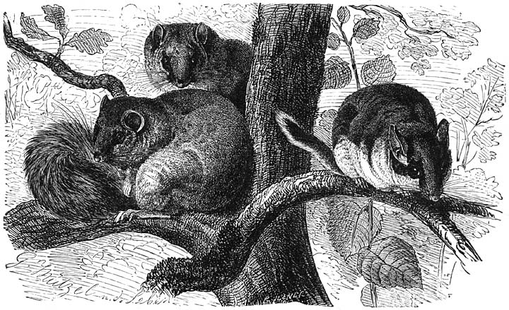 Gewone Relmuis (Myoxus glis) en Groote Hazelmuis of Tuinslaper (Eliomys nitela).
&frac12; v.d. ware grootte.