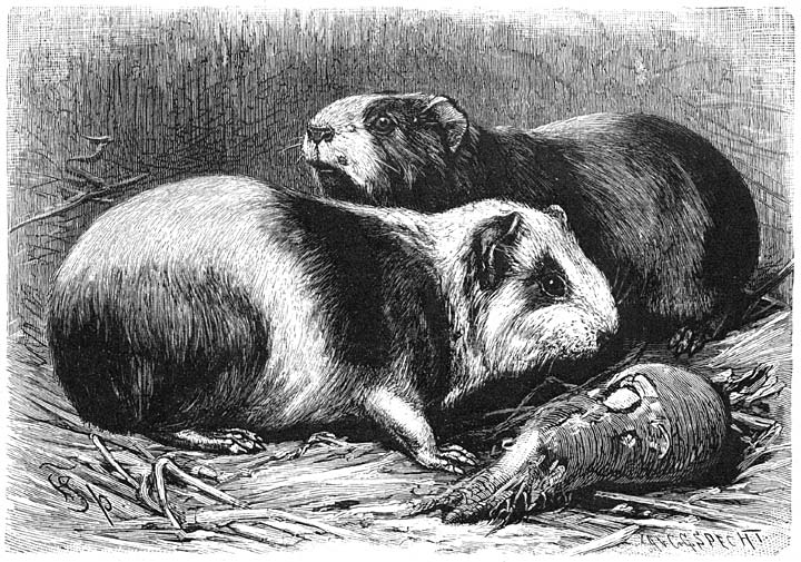 Guineesch Biggetje (Cavia porcellus). &frac12; v.d. ware grootte.