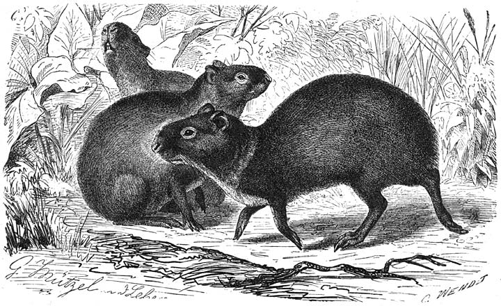 Agoeti (Dasyprocta aguti). &frac14; v.d. ware grootte.