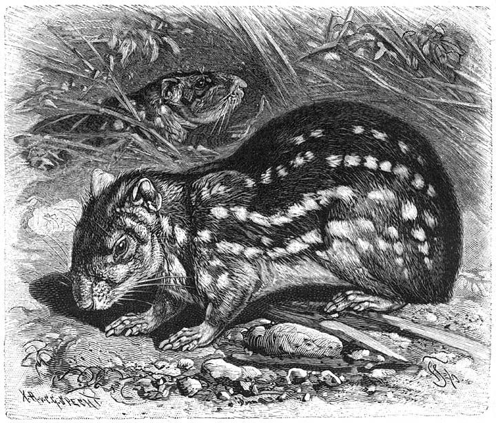 Paka of Waterhaas (Coclogenys paca). &frac14; v.d. ware grootte.