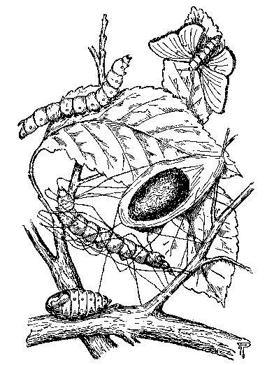 SILK:&mdash;CATERPILLAR, COCOON, CHRYSALIS, MOTH