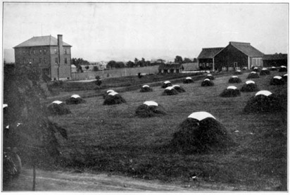 Curing alfalfa at the Pennsylvania Experiment
Station.