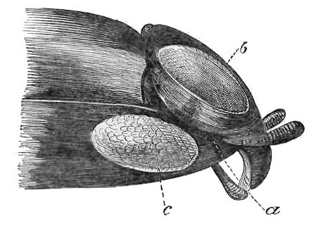 HEAD OF WHIRLIGIG BEETLE, MAGNIFIED.
a. Mouth. b, c. Eye.