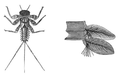 LARVA OF BA&Euml;TIS, WITH BREATHING PADDLES, MAGNIFIED.