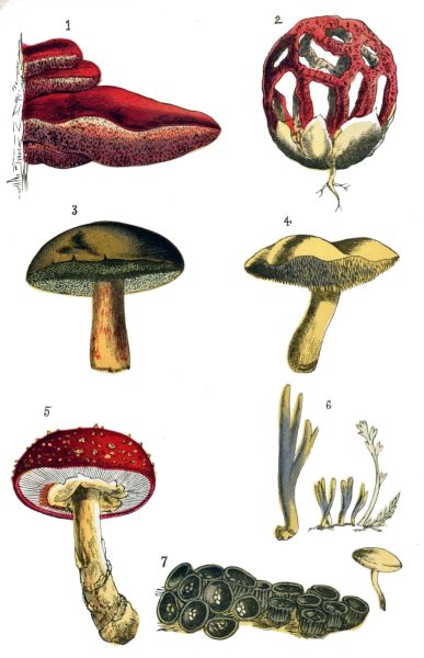 FUNGI.

1.&mdash;Beef-steak Fungus.
2.&mdash;Latticed Stinkhorn, (very rare.)
3.&mdash;Boletus.
4.&mdash;Hedgehog Mushroom.
5.&mdash;Fly Agaric.
6.&mdash;Clavaria.
7.&mdash;Bird's-nest Fungus; b, Sporangium of ditto, magnified.
