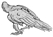 CORNS,&mdash;