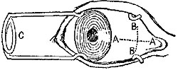Fig. xi.