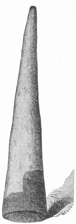43.&mdash;TERRA-COTTA CONE, NATURAL SIZE. (Loftus.)