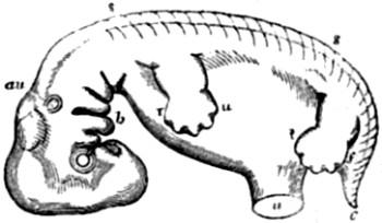 Human embryo,
about seven weeks old.