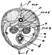 Fig. 46.&mdash;The same in transverse section through the
ovaries; lettering as in the preceding Fig.