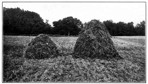 Limed and Unlimed Ends of a Plot at the Ohio Experiment
Station