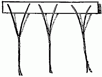 Fig. 186&mdash;Place three broom straws on the paper.