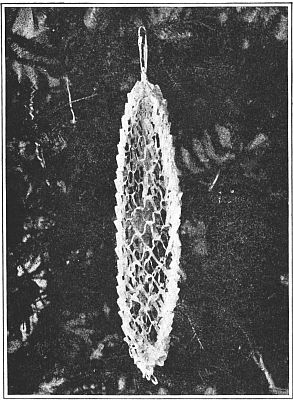 Fig. 196&mdash;The frosty snow pocket.