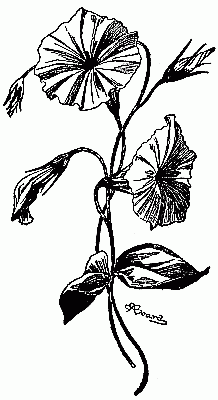 Fig. 244&mdash;Morning-glory modelled from tissue-paper.