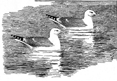 Floated beside him in the sea another gull, to whom he
talked pleasantly.