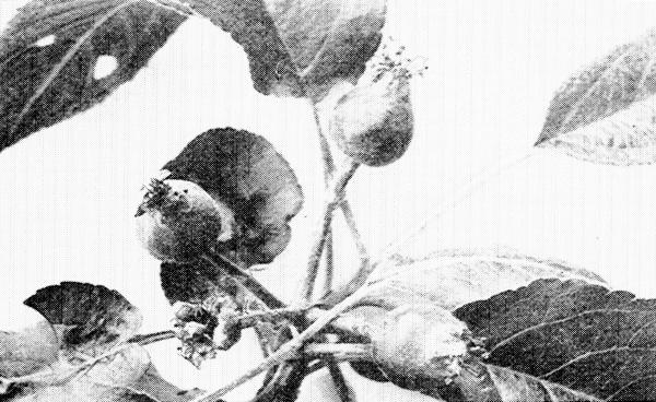 7. May 17&mdash;When the young fruits begin to show