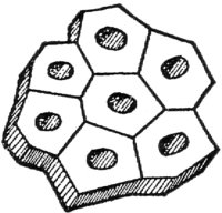 Cross-section
of a Group of Wood
Fibres
