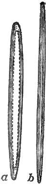 Isolated
Fibres of
Wood