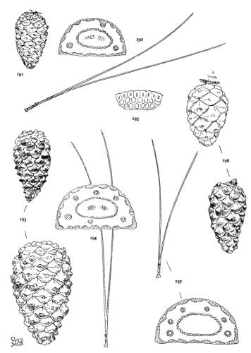 PLATE XXII. P. LUCHUENSIS (191, 192), NIGRA (193-195),
THUNBERGII (196, 197)