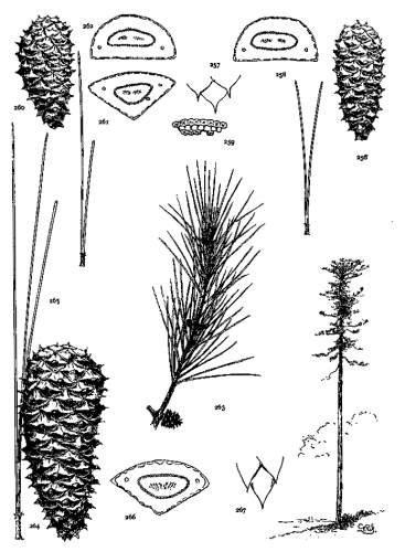 PLATE XXX. P. GLABRA (256-259), ECHINATA (260-263),
TAEDA (264-267)