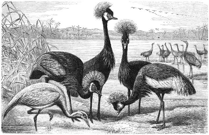 1) Juffer van Numidi&euml; (Grus virgo) 2) Kroonkraan (Grus pavonina).