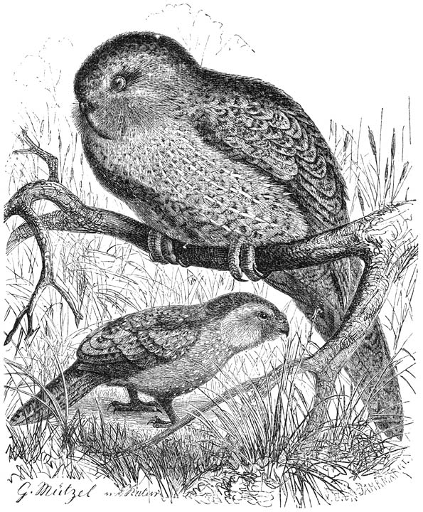 Kakapo (Stringops habroptilus). &frac14; v. d. ware grootte.