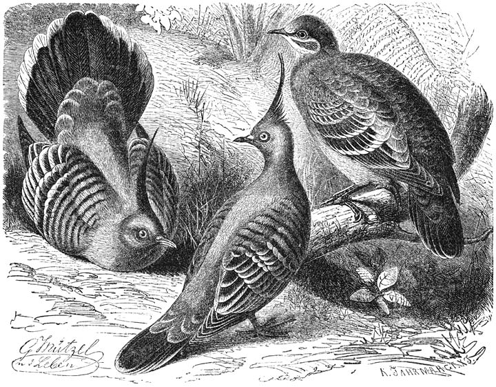 1) Gekuifde Tortel (Phaps lophotes), 2) Bronsvleugelige Spiegelduif (Phaps chalcoptera). &frac14; v. d. ware grootte.
