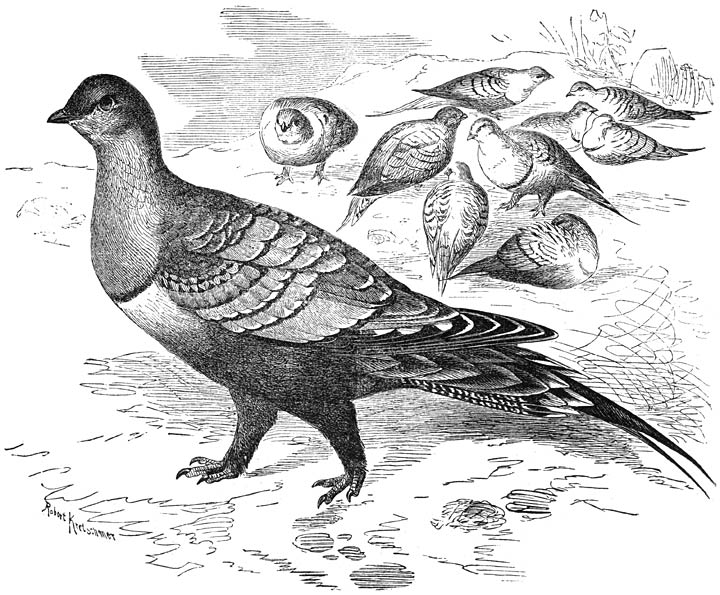 Noordafrikaansch Woestijnhoen (Pterocles exustus). &frac12; v. d. ware grootte.