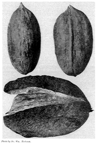 Photo by Dr. Wm. Trelease.

Fig. 16. The Schneck Hybrid.