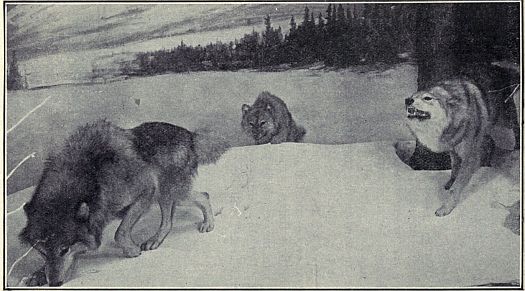 TIMBER WOLVES ON THE TRAIL Closely related to foxes and dogs. Range: Formerly over most of North America. Habitat Group in American Museum
of Natural History.
